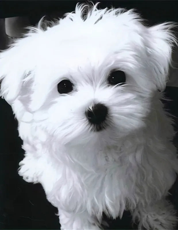 Diamond Painting Kit Dog Animal Gift Picture Of Rhinestones 5d DIY Cross Stitch Round Drill Embroidery 30x40cm Home Decor