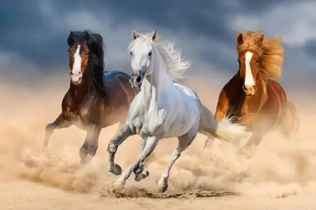 Wild Horse Running Canvas Painting Animal Steed Wall Art Posters and Prints for Home Decoration Modern Room Decor Cuadros