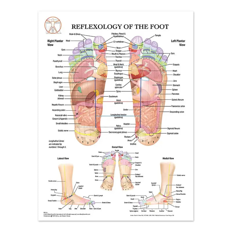The Body Structure Skeleton Wall Art Nervous System Anatomy Canvas Picture Education Poster Medical Decoracion Painting Prints