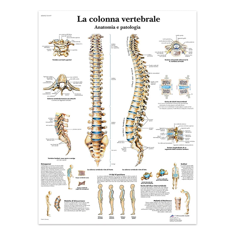 The Body Structure Skeleton Wall Art Nervous System Anatomy Canvas Picture Education Poster Medical Decoracion Painting Prints