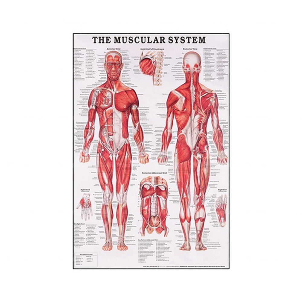 Human Musculoskeletal System Anatomy Poster Human Anatomy Medical Wall Decoration Medical Education Canvas Painting Wall Sticker