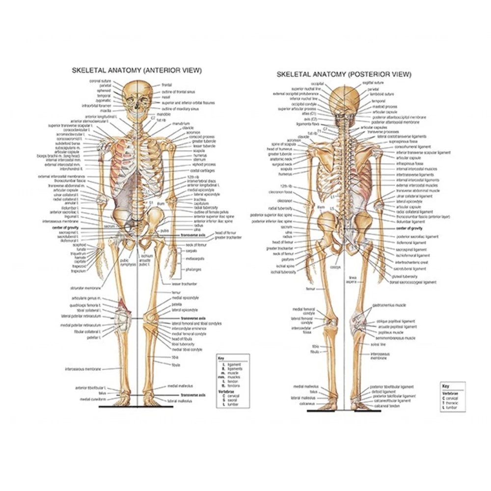 Human Musculoskeletal System Anatomy Poster Human Anatomy Medical Wall Decoration Medical Education Canvas Painting Wall Sticker