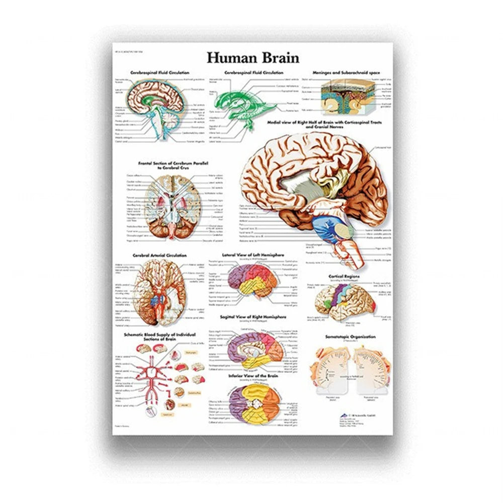 Human Musculoskeletal System Anatomy Poster Human Anatomy Medical Wall Decoration Medical Education Canvas Painting Wall Sticker