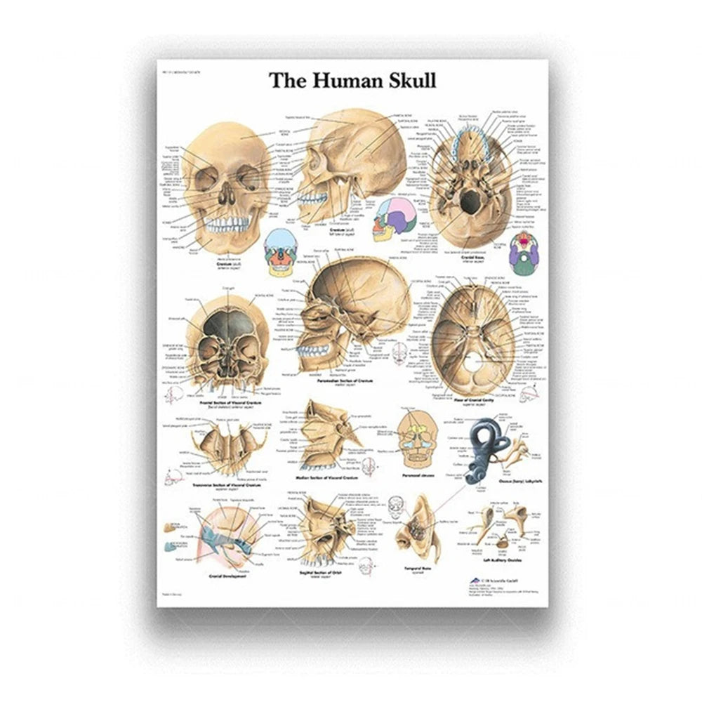 Human Musculoskeletal System Anatomy Poster Human Anatomy Medical Wall Decoration Medical Education Canvas Painting Wall Sticker