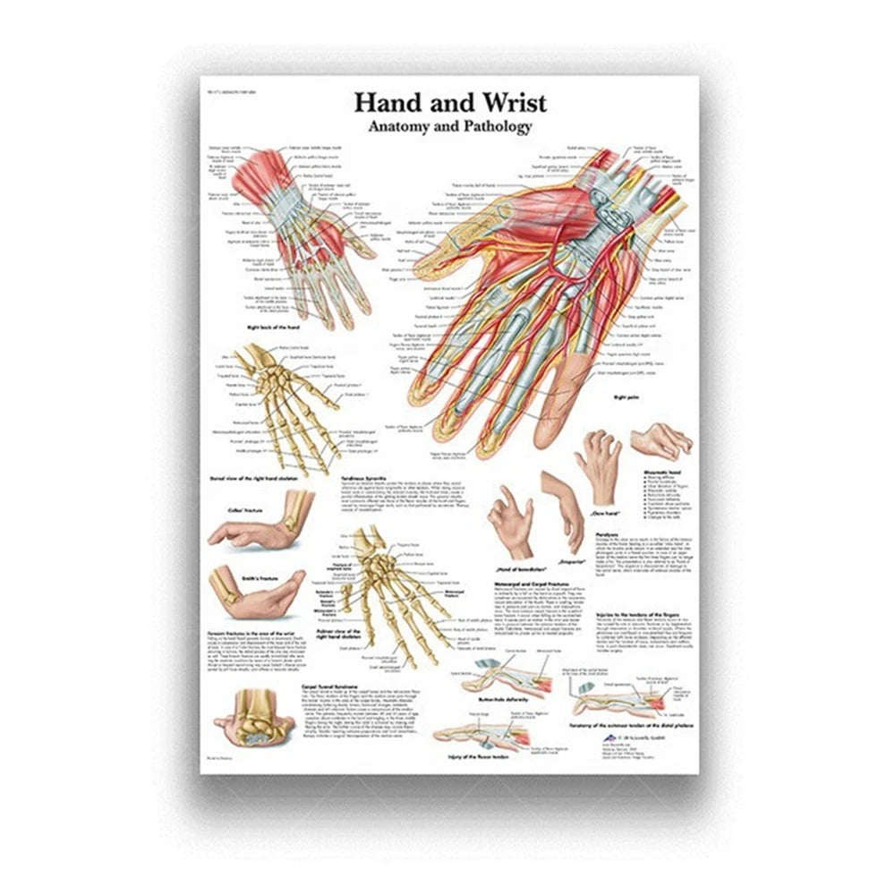 Human Musculoskeletal System Anatomy Poster Human Anatomy Medical Wall Decoration Medical Education Canvas Painting Wall Sticker