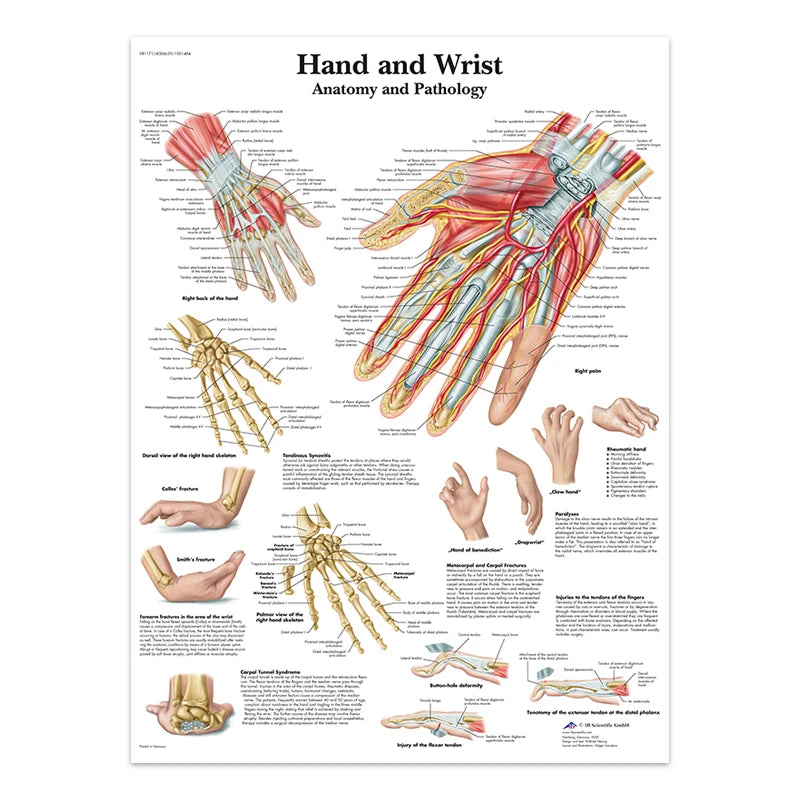 The Body Structure Skeleton Wall Art Nervous System Anatomy Canvas Picture Education Poster Medical Decoracion Painting Prints