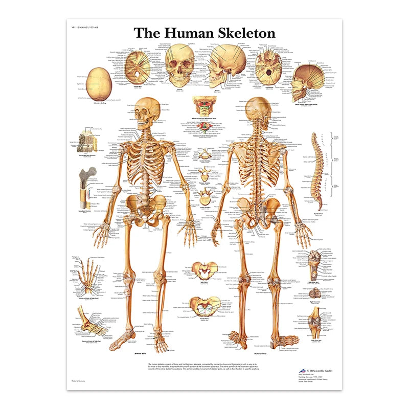 The Body Structure Skeleton Wall Art Nervous System Anatomy Canvas Picture Education Poster Medical Decoracion Painting Prints