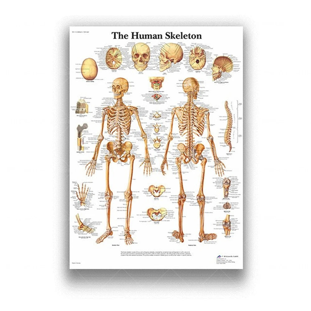 Human Musculoskeletal System Anatomy Poster Human Anatomy Medical Wall Decoration Medical Education Canvas Painting Wall Sticker