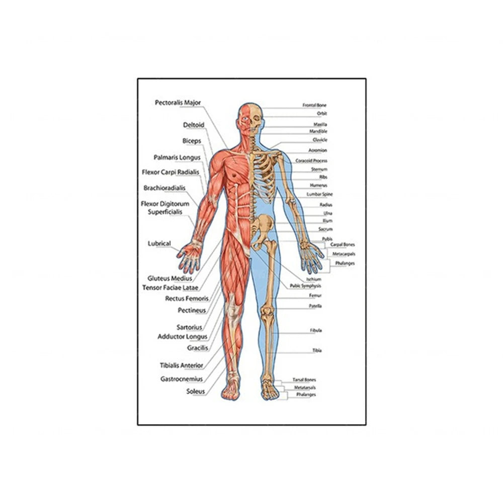 Human Musculoskeletal System Anatomy Poster Human Anatomy Medical Wall Decoration Medical Education Canvas Painting Wall Sticker