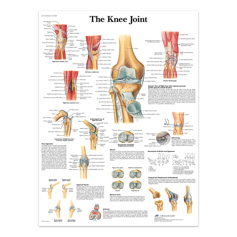 The Body Structure Skeleton Wall Art Nervous System Anatomy Canvas Picture Education Poster Medical Decoracion Painting Prints