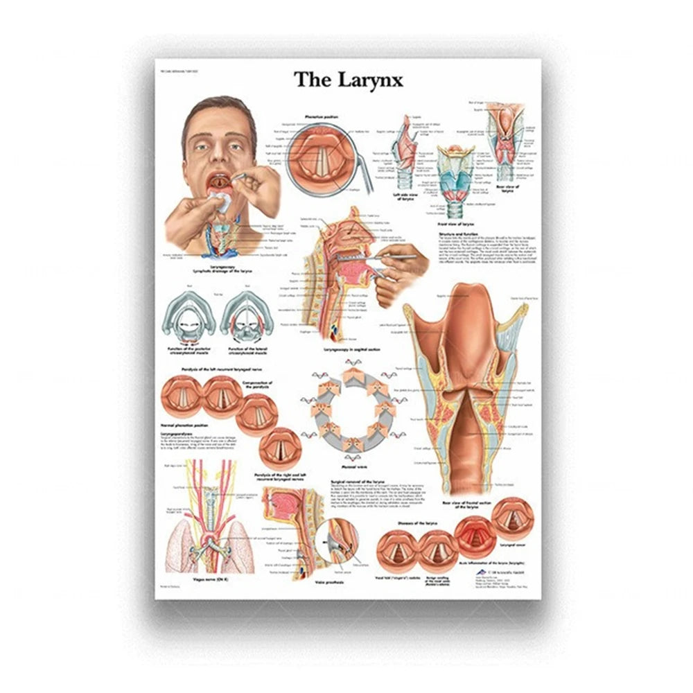Human Musculoskeletal System Anatomy Poster Human Anatomy Medical Wall Decoration Medical Education Canvas Painting Wall Sticker