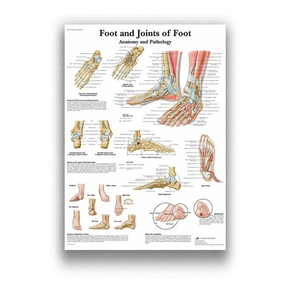 Human Musculoskeletal System Anatomy Poster Human Anatomy Medical Wall Decoration Medical Education Canvas Painting Wall Sticker