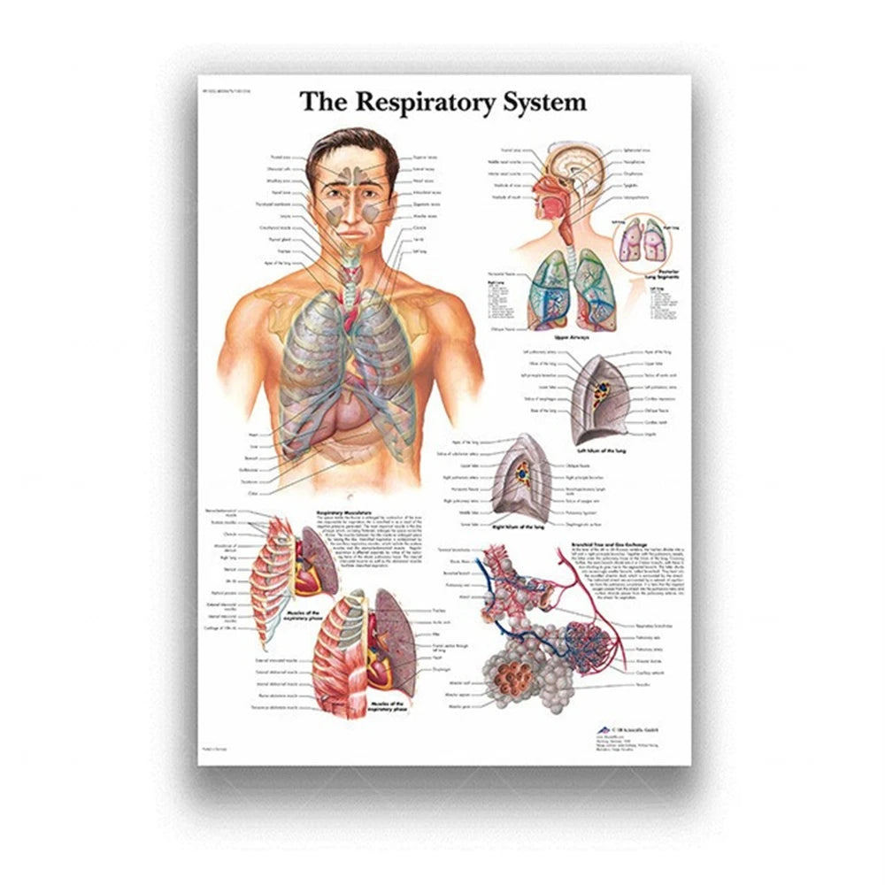 Human Musculoskeletal System Anatomy Poster Human Anatomy Medical Wall Decoration Medical Education Canvas Painting Wall Sticker