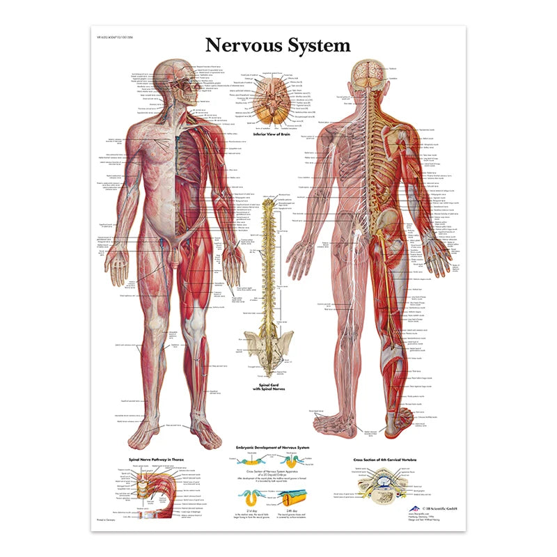 The Body Structure Skeleton Wall Art Nervous System Anatomy Canvas Picture Education Poster Medical Decoracion Painting Prints