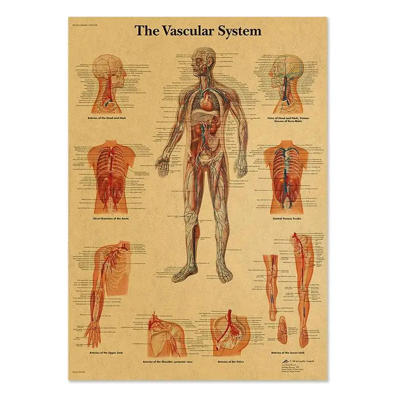 Human Anatomy Educational Poster Spine and Joints Canvas Wall Art for Medical Education and Home Decor Unframed