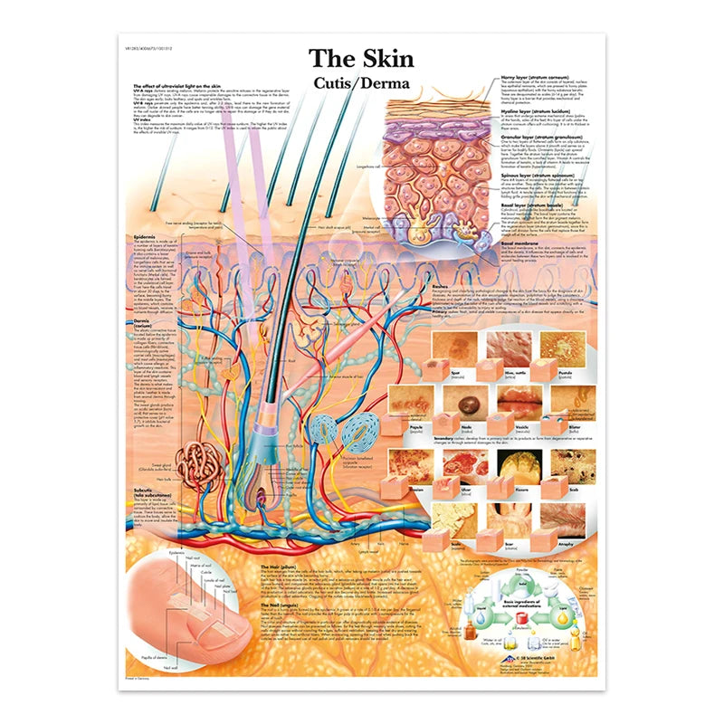 The Body Structure Skeleton Wall Art Nervous System Anatomy Canvas Picture Education Poster Medical Decoracion Painting Prints