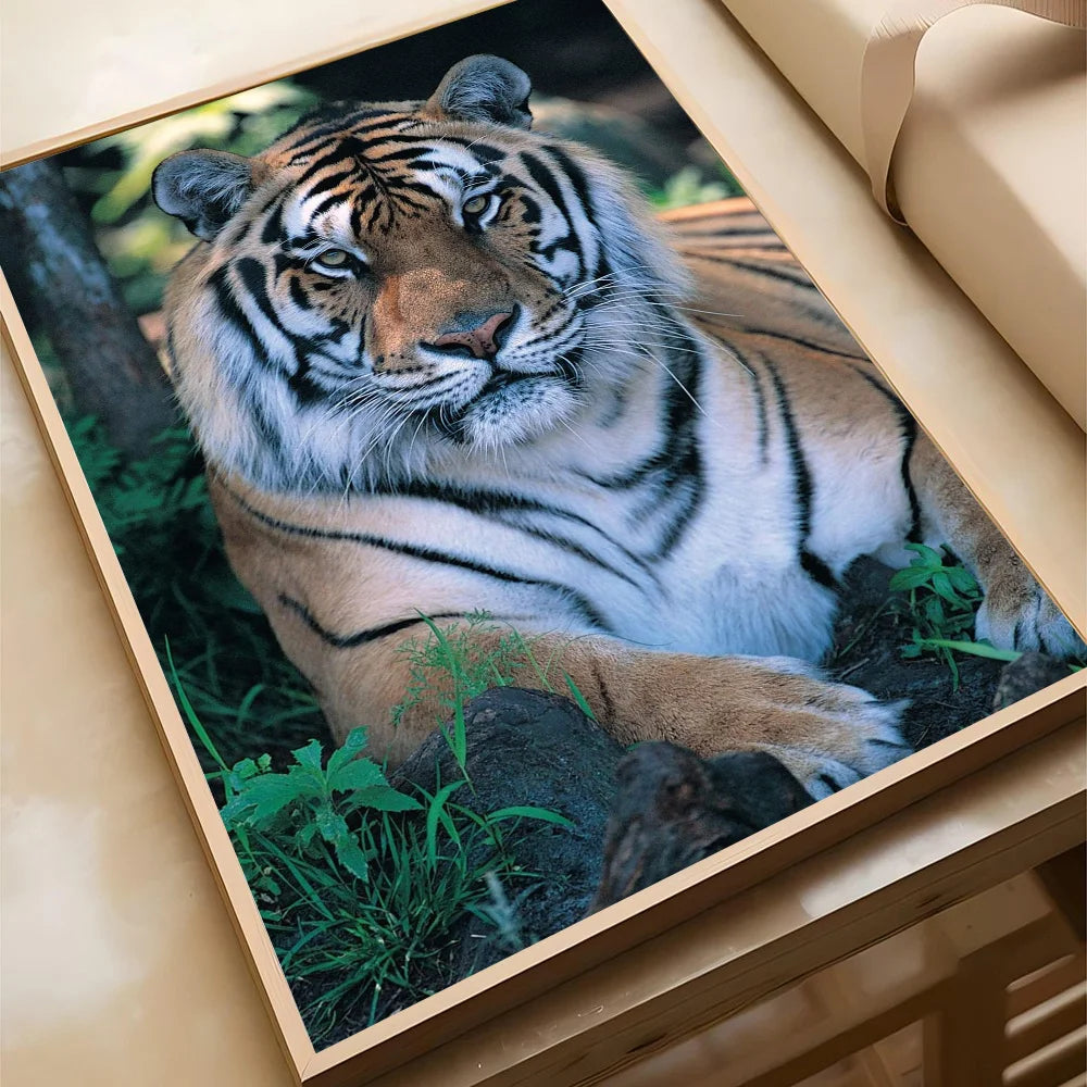 Animal Tiger Poster Home Living Room Bedroom Bar Cafe Art Decor