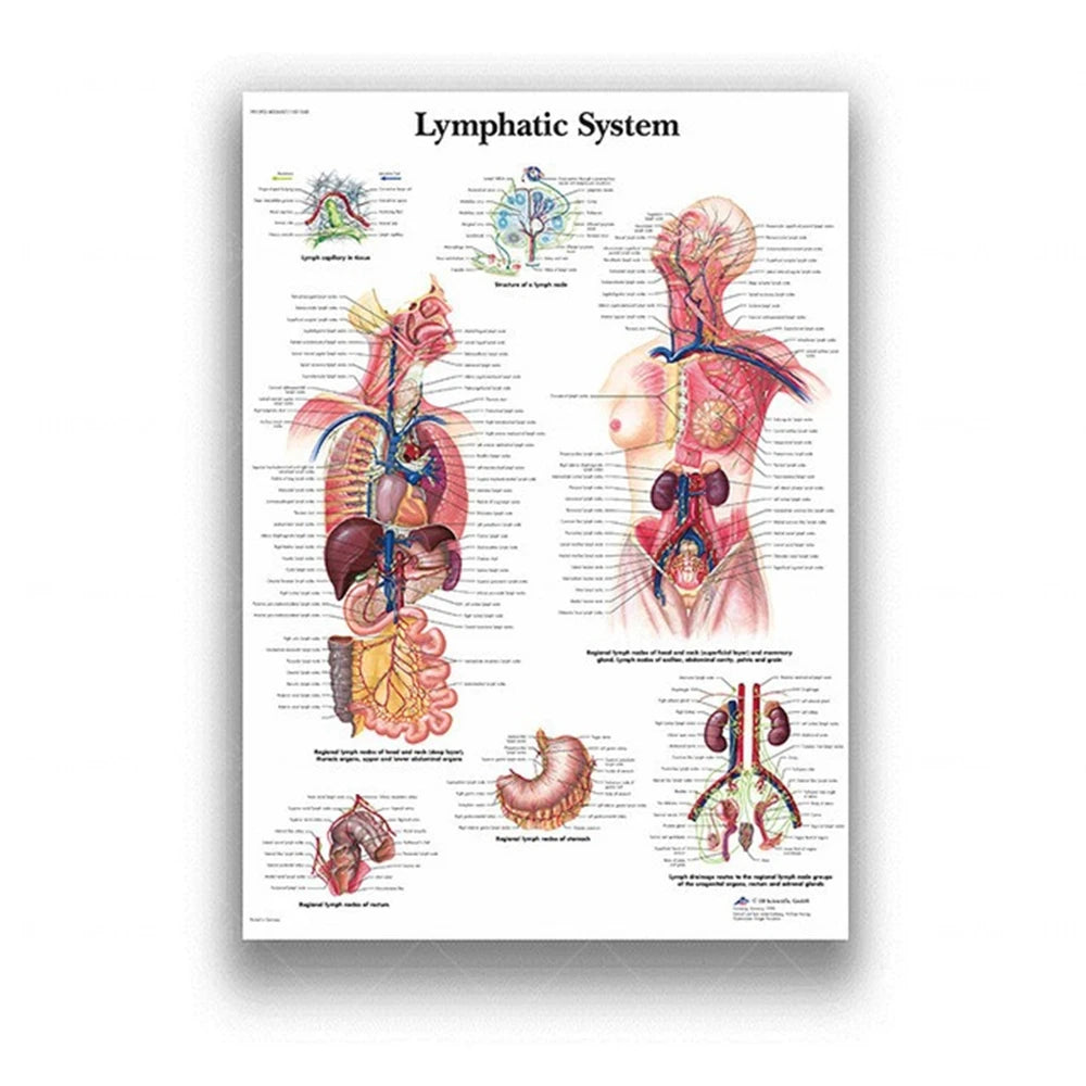 Human Musculoskeletal System Anatomy Poster Human Anatomy Medical Wall Decoration Medical Education Canvas Painting Wall Sticker