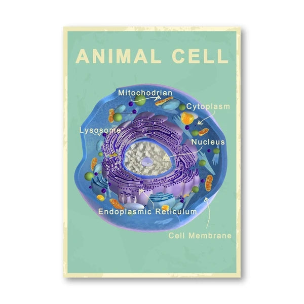 Animal and Plant Cell Biology Posters and Prints Science Educational Wall Art Canvas Painting Pictures Laboratory Office Decor