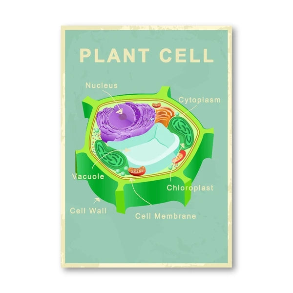 Animal and Plant Cell Biology Posters and Prints Science Educational Wall Art Canvas Painting Pictures Laboratory Office Decor