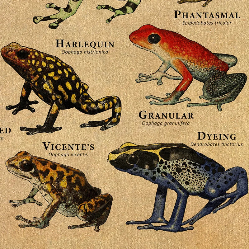 Poison Dart Frogs Poster Frogs of the World Species Art Print Scientific Illustration Canvas Painting Kids Room Wall Decoration