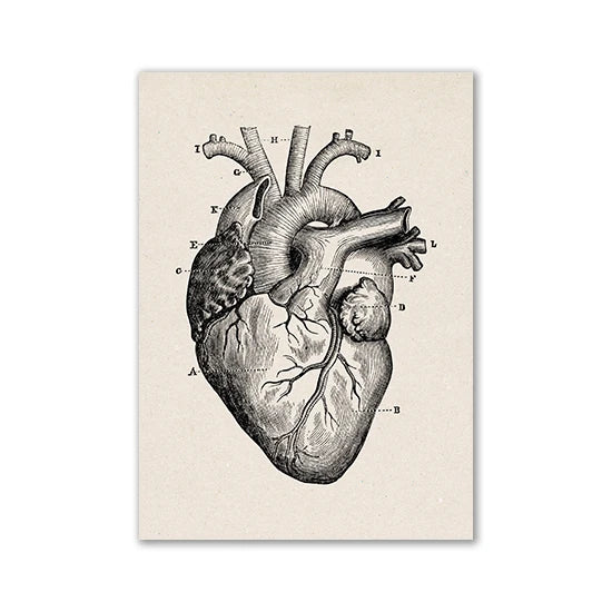 Vintage Human Anatomy Artwork Medical Wall Picture Muscle Skeleton Poster Canvas Art Print Education Hospital Pharmacy Paintings