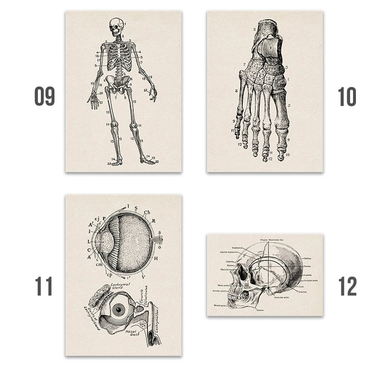 Vintage Human Anatomy Artwork Medical Wall Picture Muscle Skeleton Poster Canvas Art Print Education Hospital Pharmacy Paintings