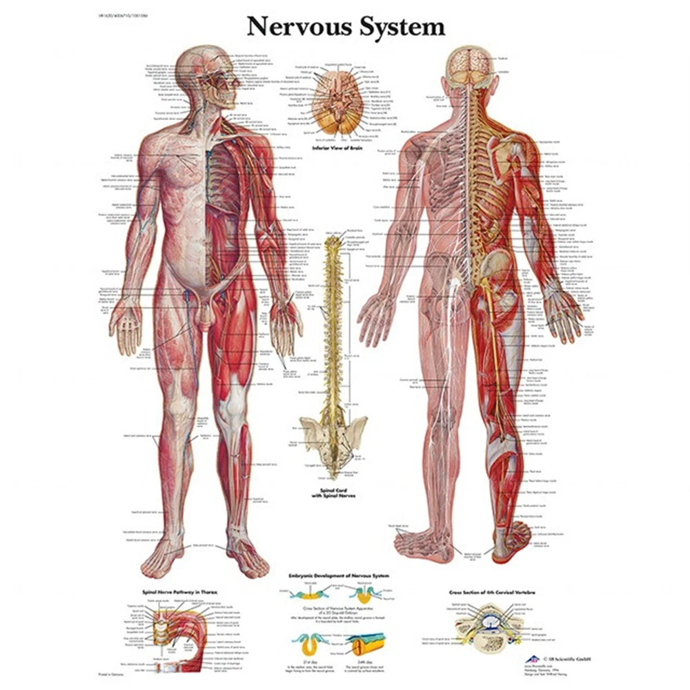 Human Musculoskeletal System Anatomy Poster Human Anatomy Medical Wall Decoration Medical Education Canvas Painting Wall Sticker