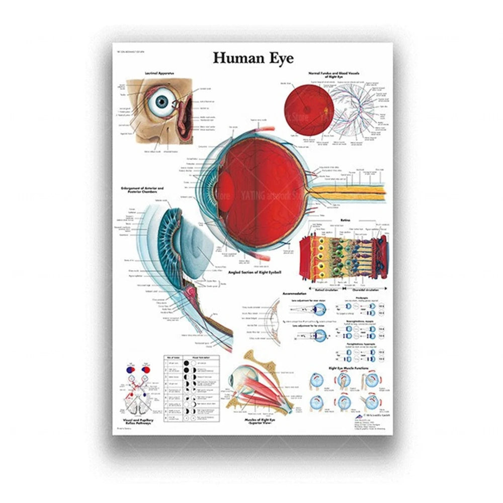 Human Musculoskeletal System Anatomy Poster Human Anatomy Medical Wall Decoration Medical Education Canvas Painting Wall Sticker
