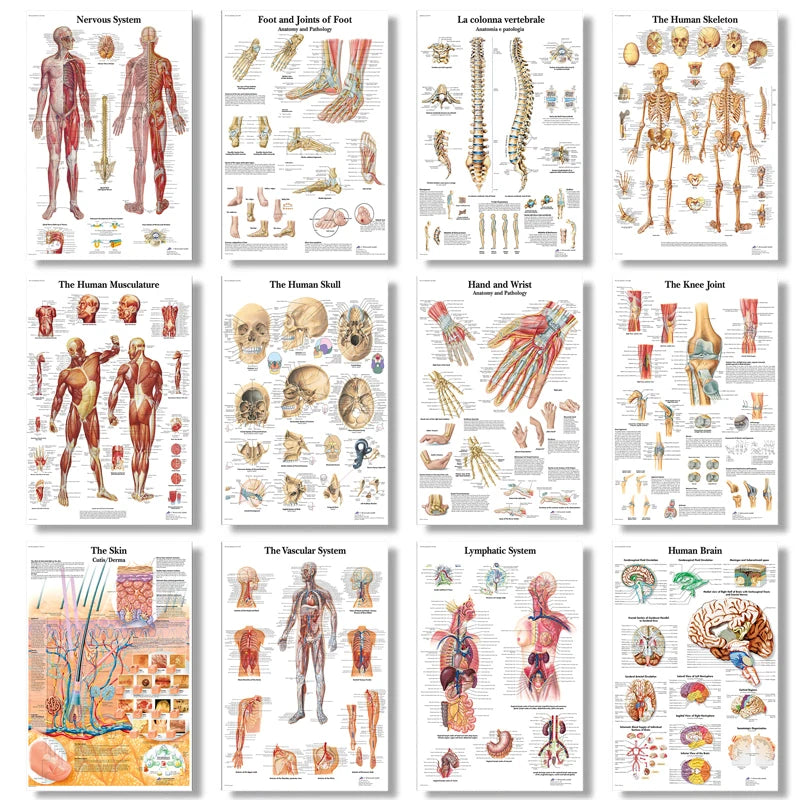 The Body Structure Skeleton Wall Art Nervous System Anatomy Canvas Picture Education Poster Medical Decoracion Painting Prints