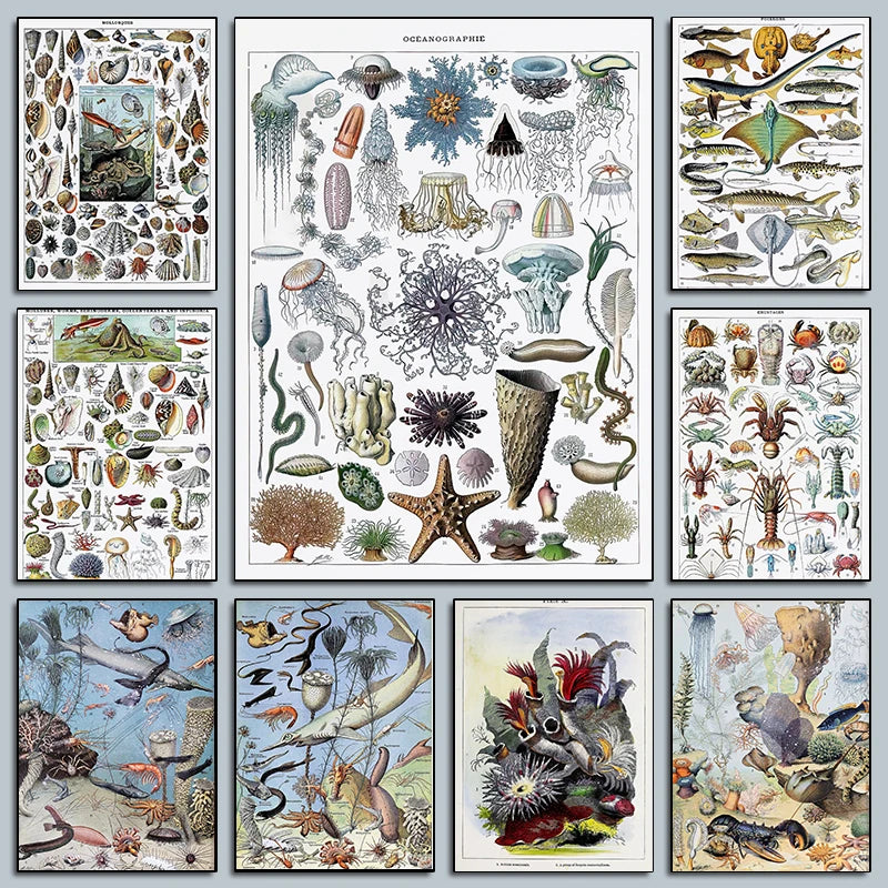 Vintage Sealife Chart Poster Science Art Marine Biology Seashell Ocean Prints Canvas Painting Wall Art Pictures Home Room Decor