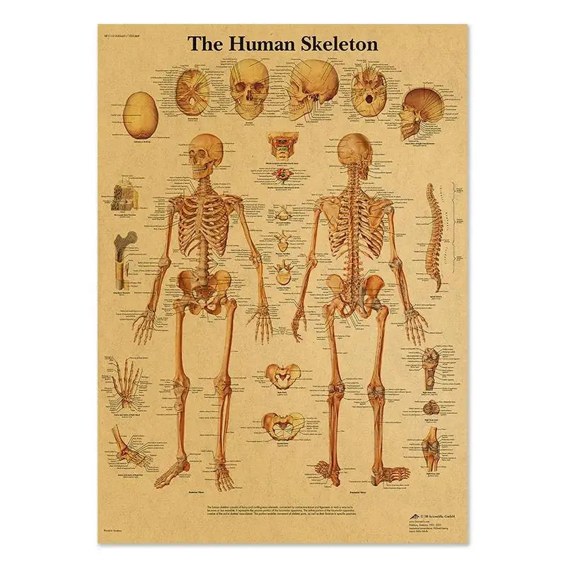 Human Anatomy Educational Poster Spine and Joints Canvas Wall Art for Medical Education and Home Decor Unframed