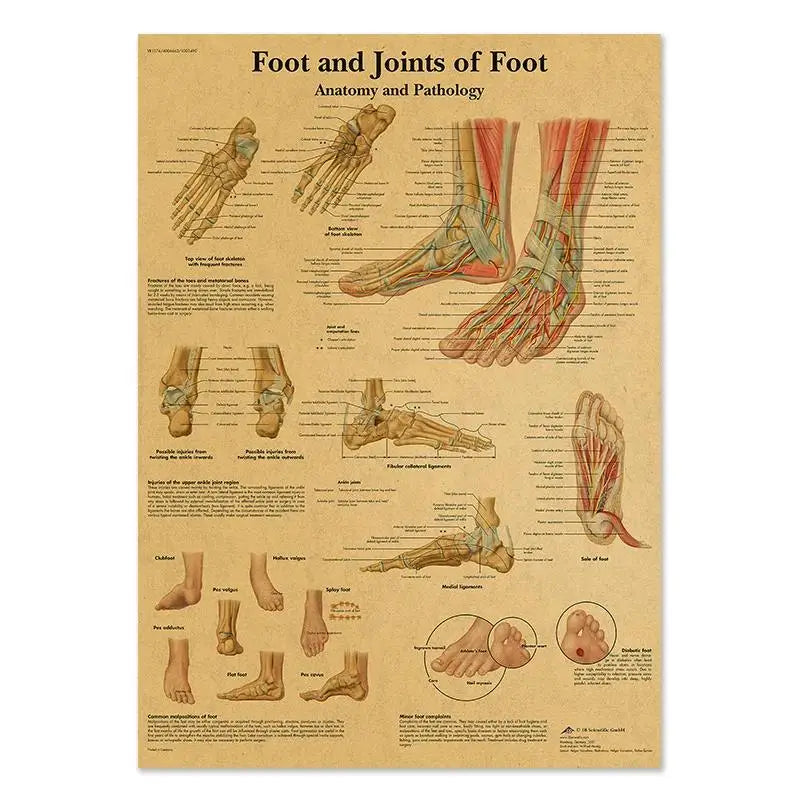 Human Anatomy Educational Poster Spine and Joints Canvas Wall Art for Medical Education and Home Decor Unframed