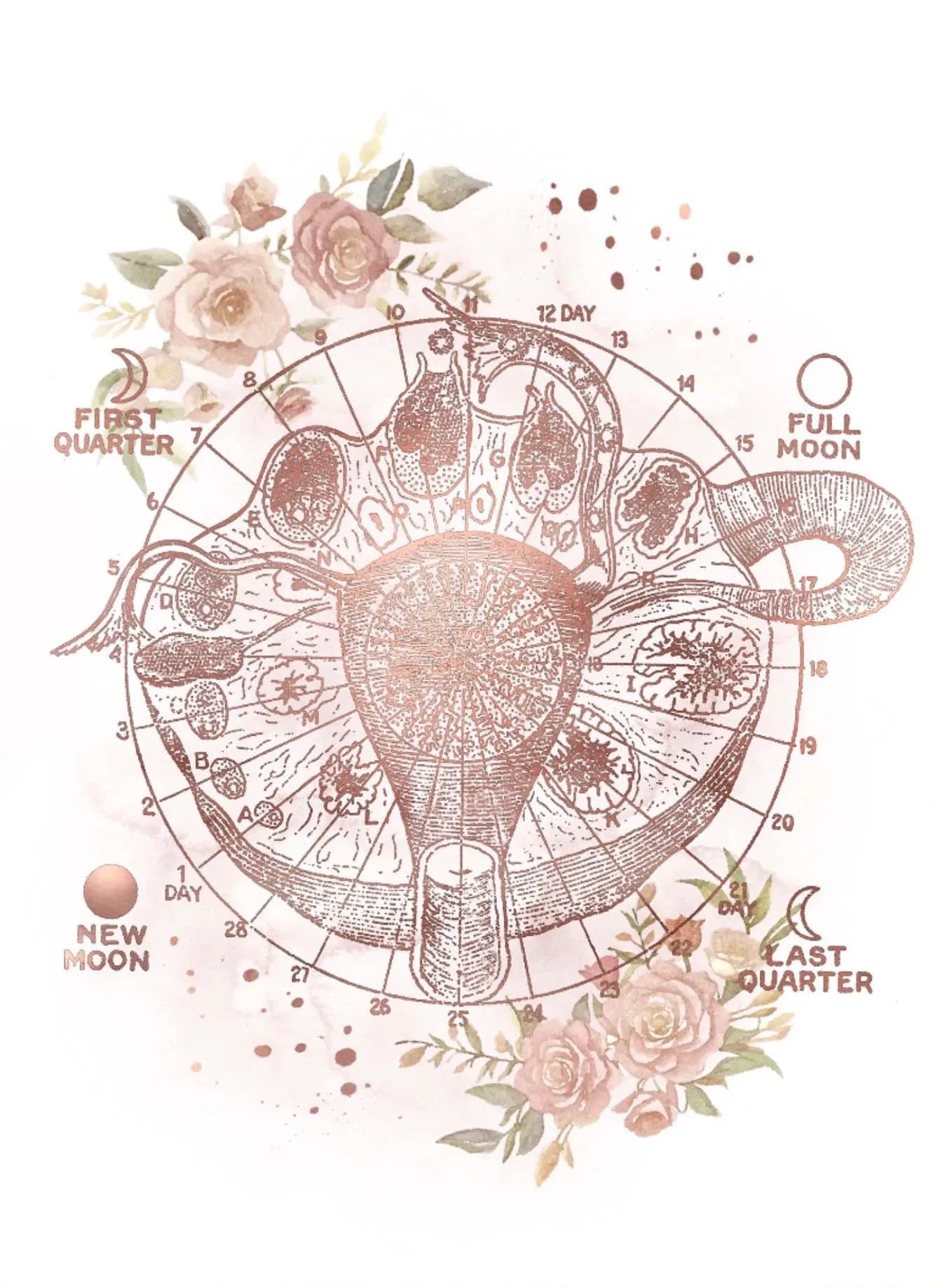 Female Anatomy Fertility Pregnancy Posters Prints Canvas Painting Wall Art Picture Gynecology Obstetrics Decoration Mural Gift