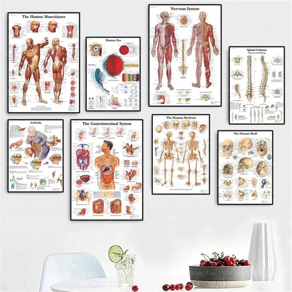 Human Musculoskeletal System Anatomy Poster Human Anatomy Medical Wall Decoration Medical Education Canvas Painting Wall Sticker