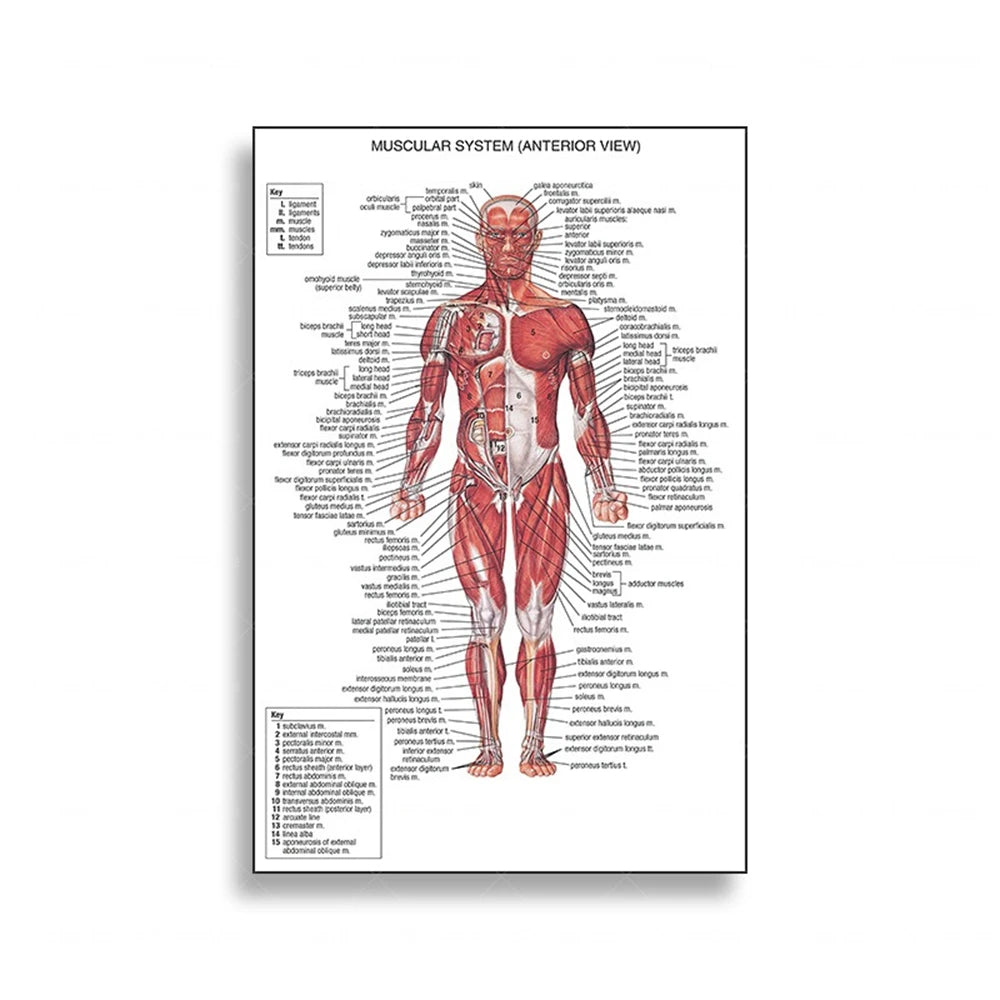 Human Musculoskeletal System Anatomy Poster Human Anatomy Medical Wall Decoration Medical Education Canvas Painting Wall Sticker