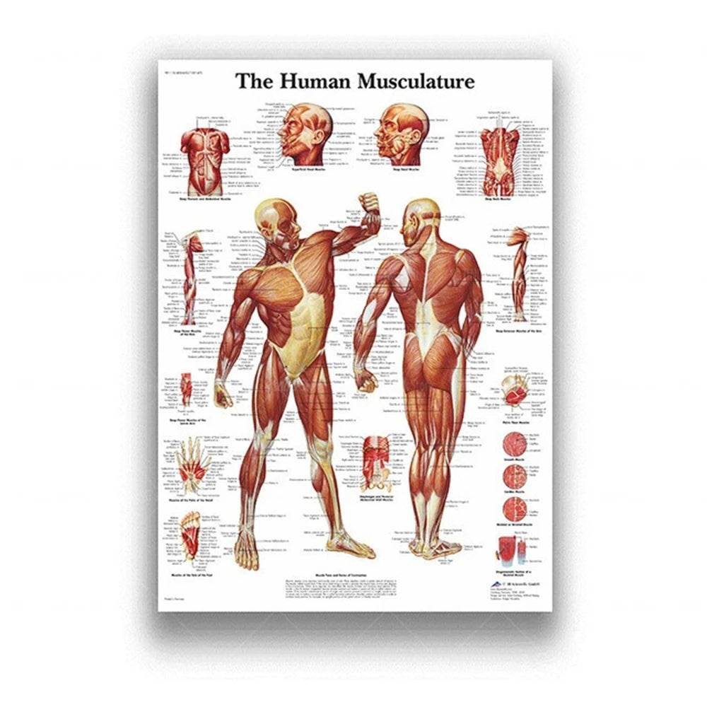 Human Musculoskeletal System Anatomy Poster Human Anatomy Medical Wall Decoration Medical Education Canvas Painting Wall Sticker