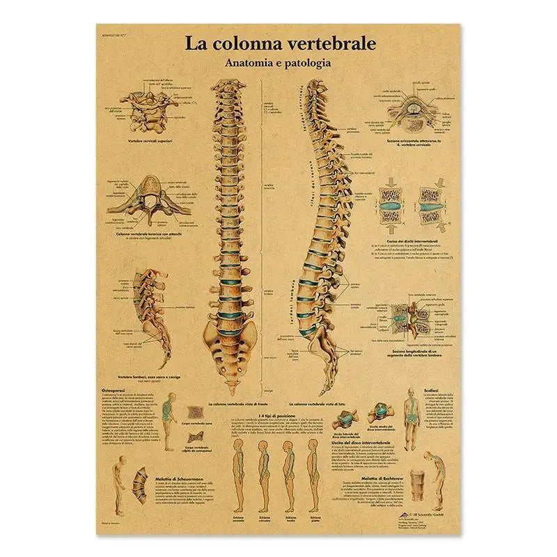 Human Anatomy Educational Poster Spine and Joints Canvas Wall Art for Medical Education and Home Decor Unframed