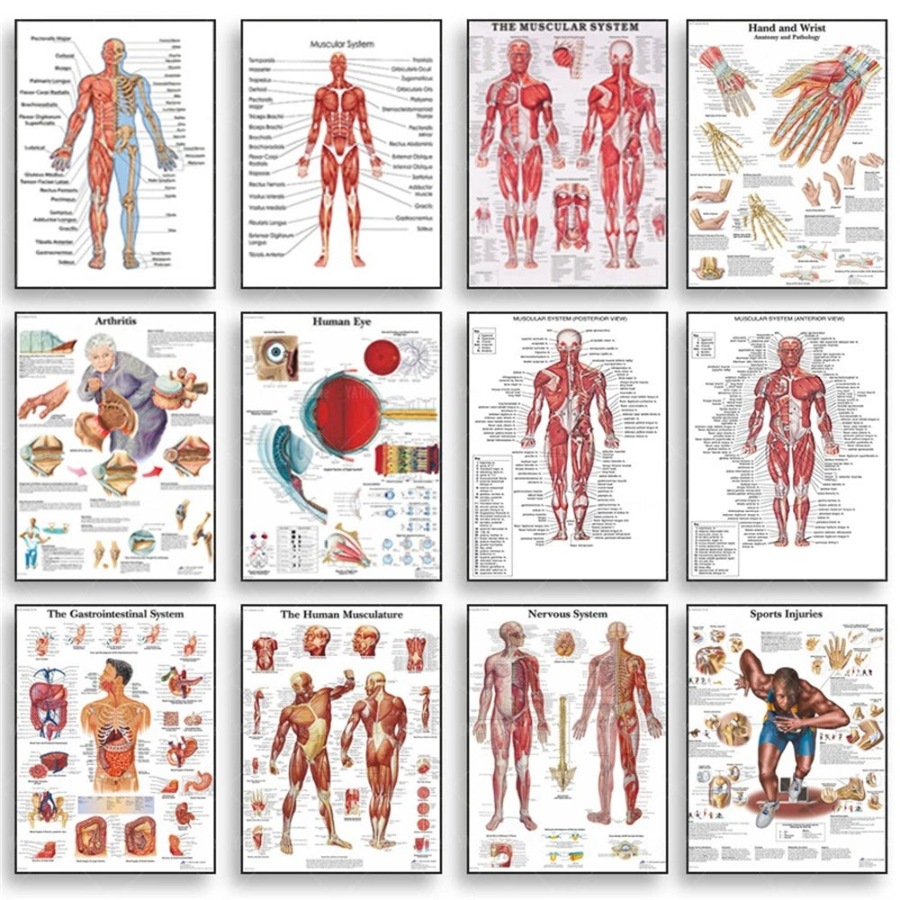 Human Musculoskeletal System Anatomy Poster Human Anatomy Medical Wall Decoration Medical Education Canvas Painting Wall Sticker