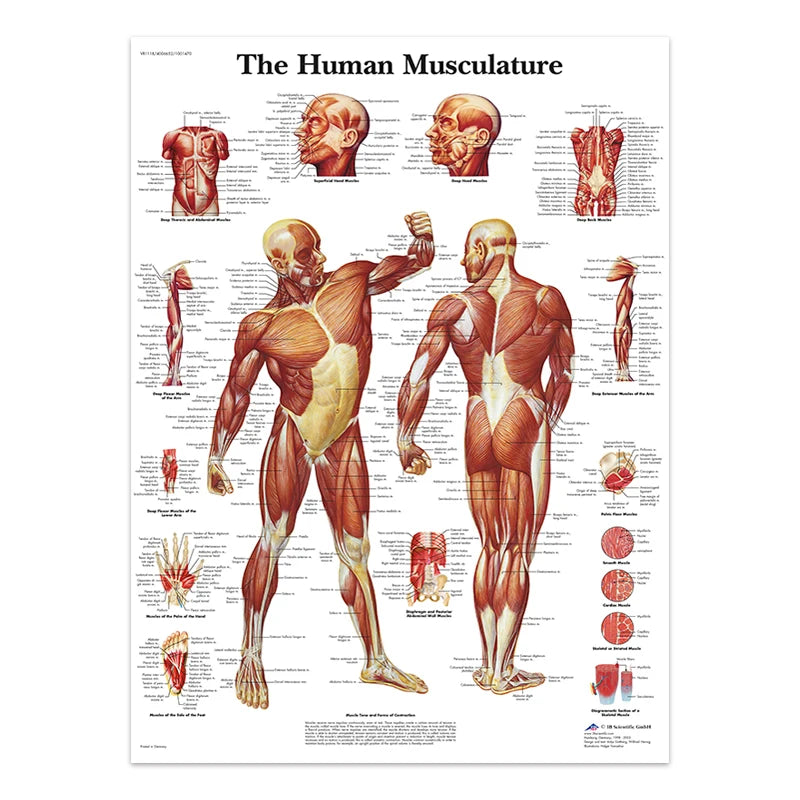 The Body Structure Skeleton Wall Art Nervous System Anatomy Canvas Picture Education Poster Medical Decoracion Painting Prints