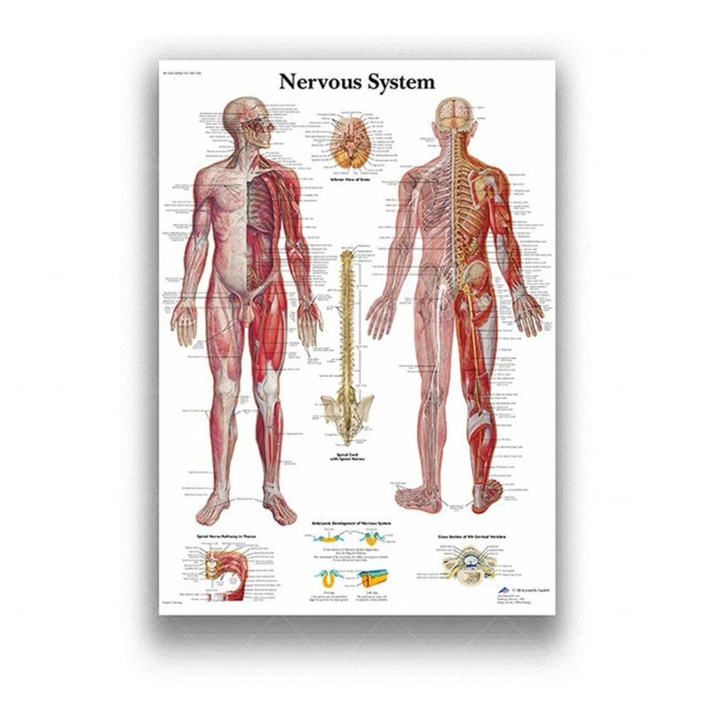 Human Musculoskeletal System Anatomy Poster Human Anatomy Medical Wall Decoration Medical Education Canvas Painting Wall Sticker